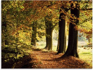 Artland Glasbild »Herbstfarben«, Bäume, (1 St.)