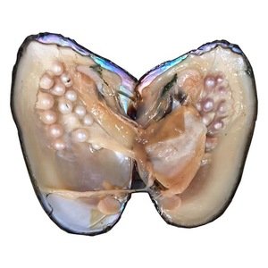 bulk wholesale high quality freshwater pearl oyster freshwater pearl necklace oyster
