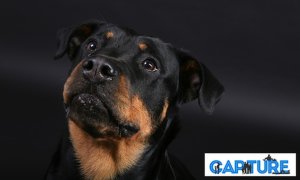 Pet Photoshoot by Capture, The Click Group