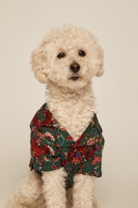 Medicine - Koszula dla psa Acid Bouquet